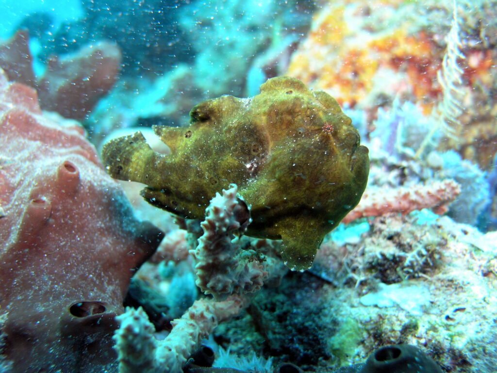 Painted Angler (Antennarius pictus) |commons:File:Antennarius pictus.JPG