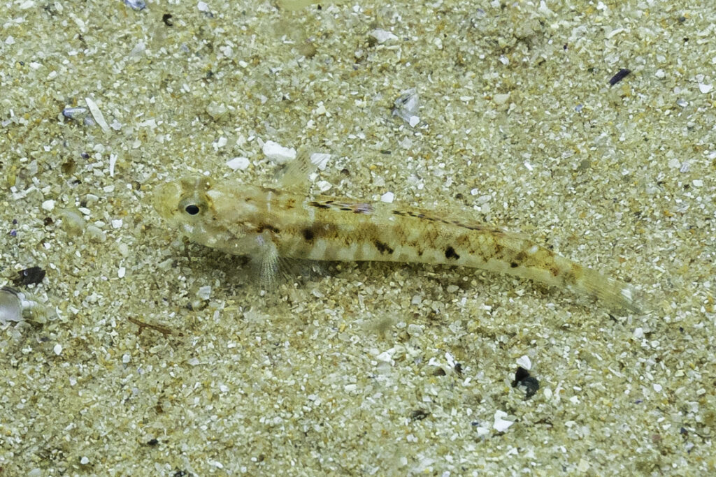 Painted Goby (Pomatoschistus pictus) |commons:File:Góbido (Pomatoschistus pictus), Parque natural de la Arrábida, Portugal, 2020-07-23, DD 03.jpg