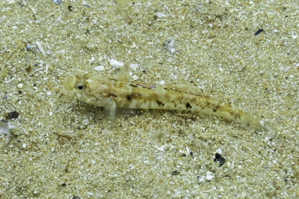Painted Goby (Pomatoschistus pictus) |commons:File:Góbido (Pomatoschistus pictus), Parque natural de la Arrábida, Portugal, 2020-07-23, DD 03.jpg