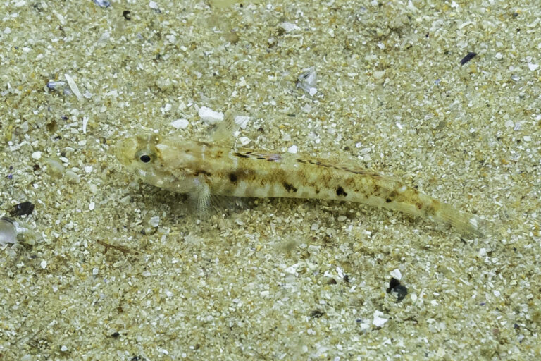 Painted Goby (Pomatoschistus pictus) |commons:File:Góbido (Pomatoschistus pictus), Parque natural de la Arrábida, Portugal, 2020-07-23, DD 03.jpg