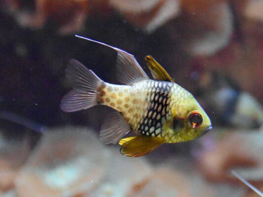 Pajama Cardinalfish (Sphaeramia nematoptera) |commons:File:Apogonidae Sphaeramia nematoptera 3.jpg