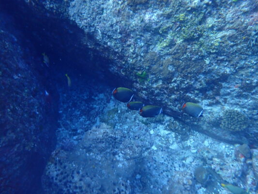 Pakistan Butterflyfish (Chaetodon collare) |commons:File:Chaetodon collare 174126452.jpg