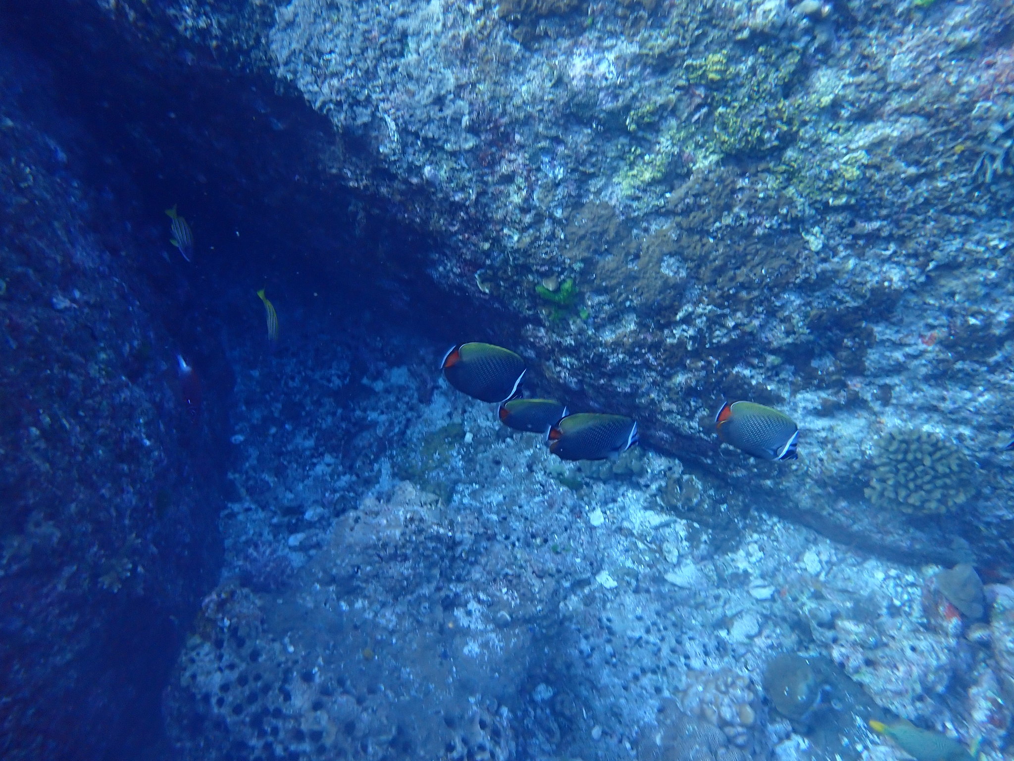 Pakistan Butterflyfish (Chaetodon collare) |commons:File:Chaetodon collare 174126452.jpg