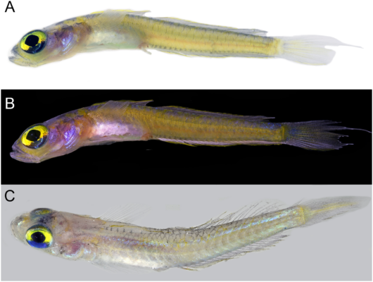 Palatogobius grandoculus (Palatogobius grandoculus) |commons:File:Palatogobius grandoculus.png