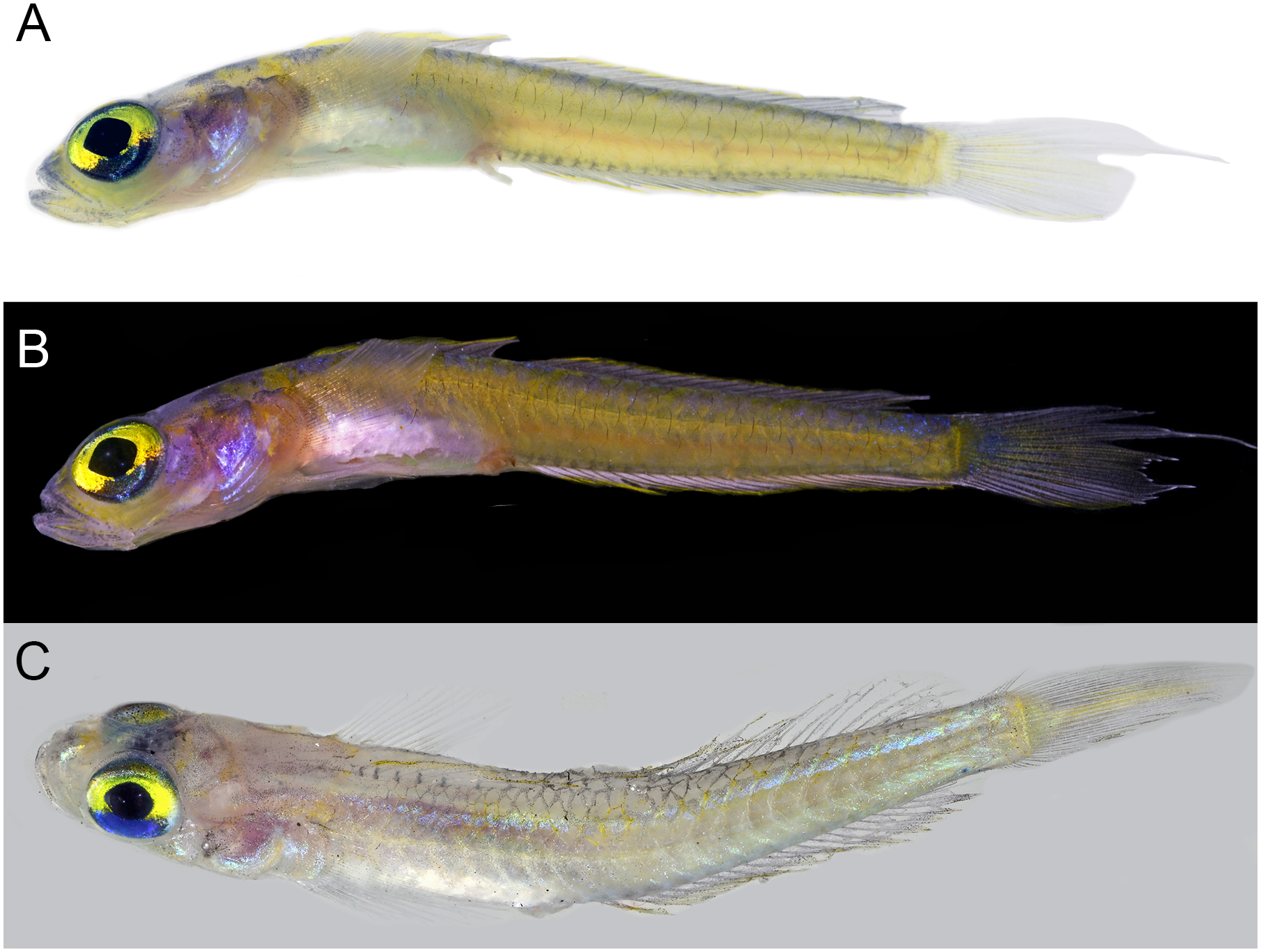 Palatogobius grandoculus (Palatogobius grandoculus) |commons:File:Palatogobius grandoculus.png