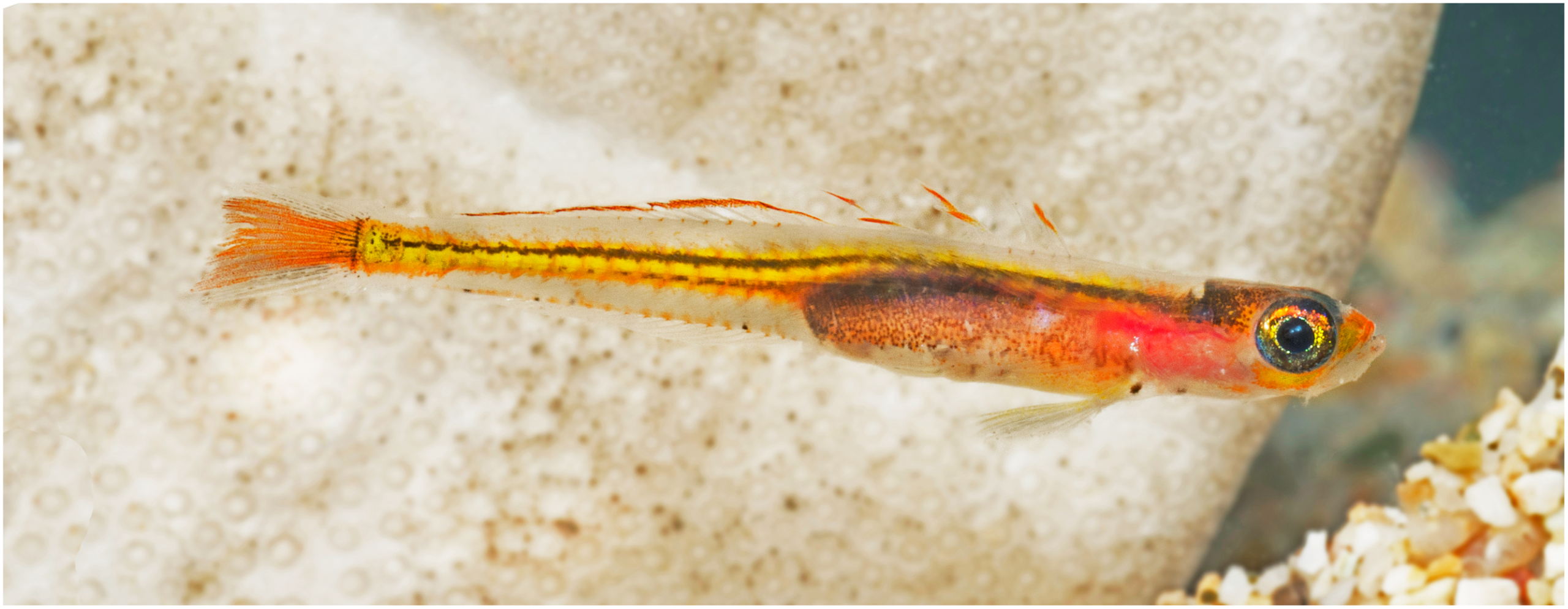Palatogobius incendius (Palatogobius incendius) |commons:File:Palatogobius incendius.png