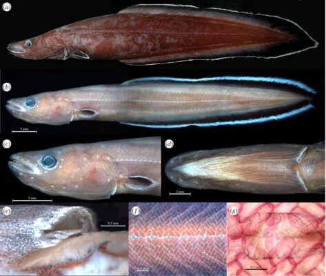 Palauan Primitive Cave Eel (Protanguilla palau) |commons:File:Protanguilla palau.jpg