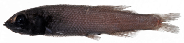 Palebelly Searsid (Barbantus curvifrons) |commons:File:Barbantus curvifrons;.png