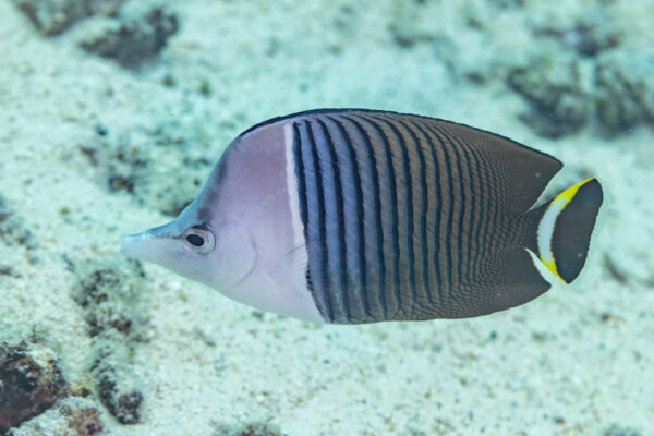 Paleface Butterflyfish (Chaetodon mesoleucos) |commons:File:Pez mariposa cara blanca (Chaetodon mesoleucos), Yeda, Arabia Saudita, 2025-05-20, DD 70.jpg