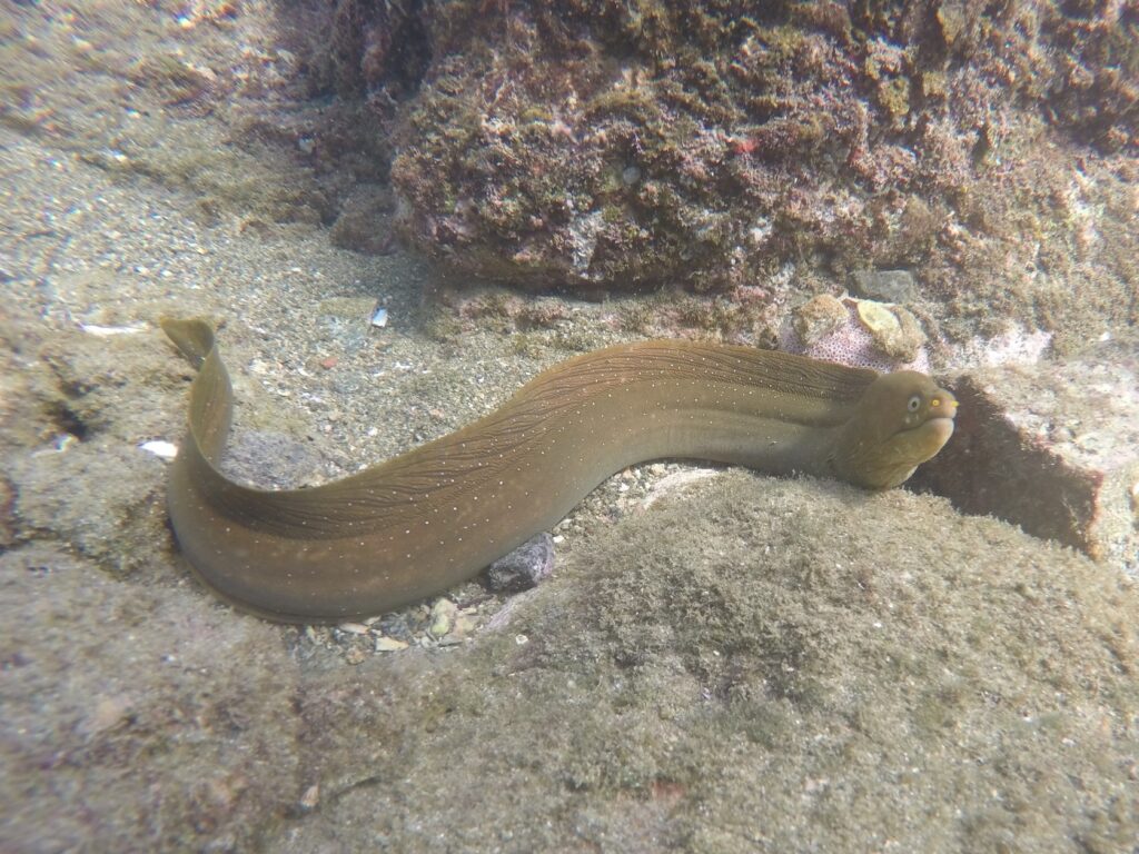Palenose Moray (Echidna nocturna) |commons:File:Echidna nocturna.jpg