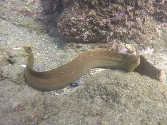Palenose Moray (Echidna nocturna) |commons:File:Echidna nocturna.jpg
