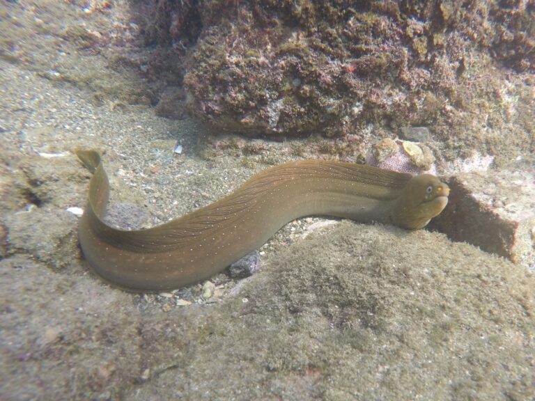 Palenose Moray (Echidna nocturna) |commons:File:Echidna nocturna.jpg