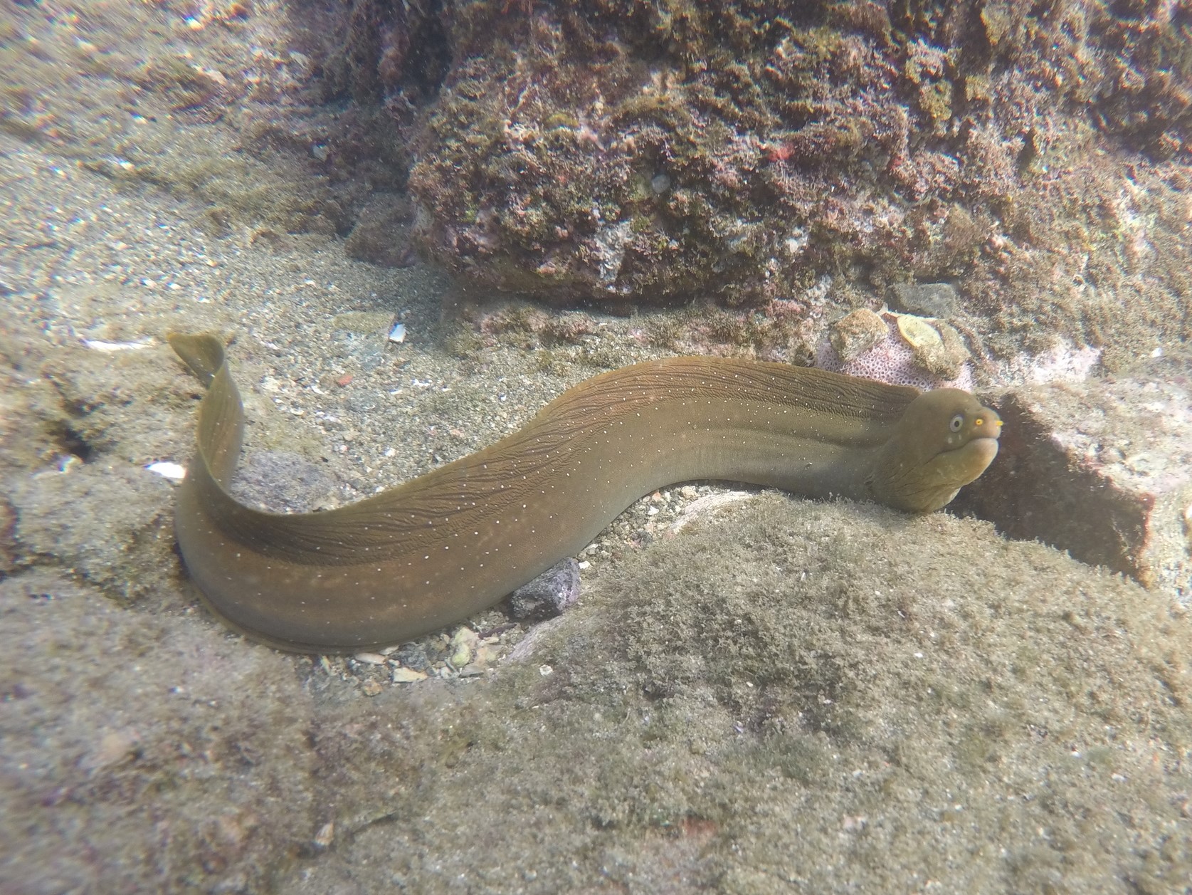 Palenose Moray (Echidna nocturna) |commons:File:Echidna nocturna.jpg