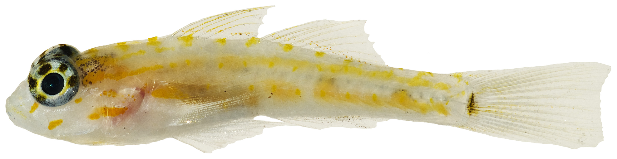 Pallid Goby (Coryphopterus eidolon) |commons:File:Coryphopterus eidolon - pone.0010676.g165.png