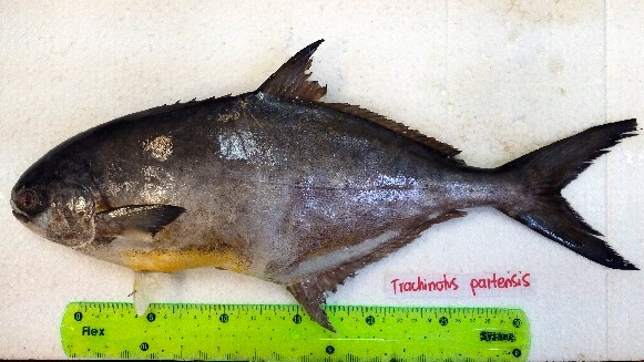 Paloma Pompano (Trachinotus paitensis) |commons:File:Trachinotus paitensis NJ44-TrPa-PCM-01+1681189292.jpg