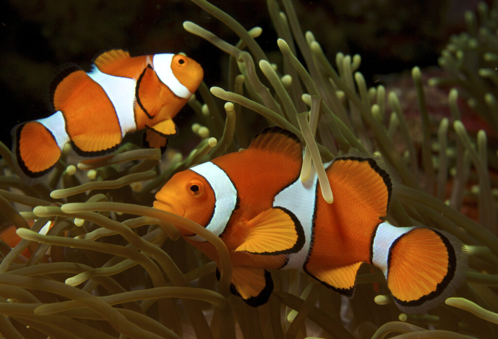 Palyaço Balığı Amphiprion ocellaris