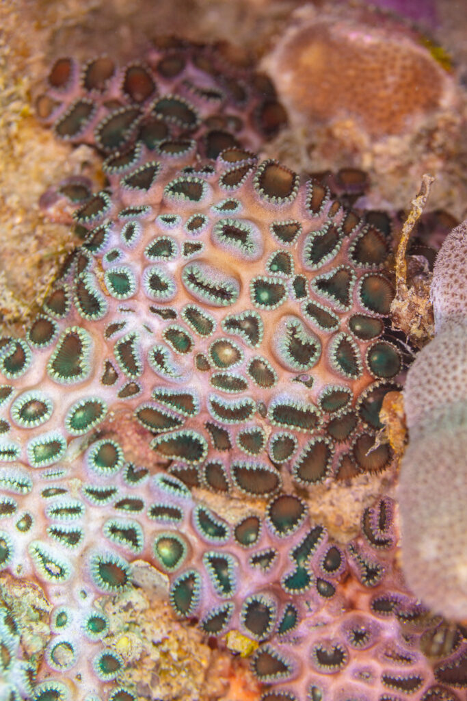 Palythoa Tuberculosa (Palythoa tuberculosa) |commons:File:Coral (Palythoa tuberculosa), Nosy Tanikely, Madagascar, 2025-09-19, DD 59.jpg