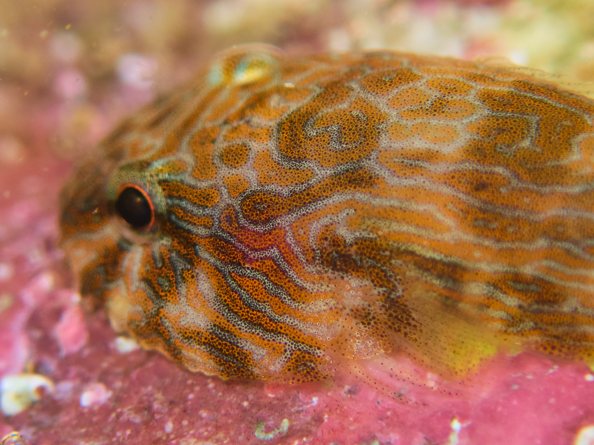 Panamic Clingfish (Gobiesox adustus) |commons:File:Gobiesox adustus 349427487.jpg