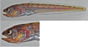 Panamic Cusk-eel (Otophidium indefatigabile) |commons:File:Otophidium indefatigabile.png