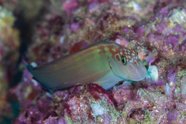 Panamic Fanged Blenny (Ophioblennius steindachneri) |commons:File:Borracho mono (Ophioblennius steindachneri), Cabo San Lucas, Baja California, México, 2024-12-18, DD 08.jpg