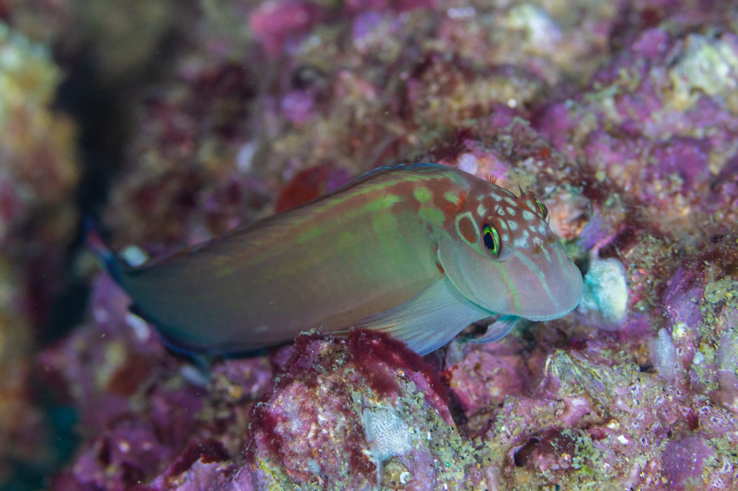 Panamic Fanged Blenny (Ophioblennius steindachneri) |commons:File:Borracho mono (Ophioblennius steindachneri), Cabo San Lucas, Baja California, México, 2024-12-18, DD 08.jpg