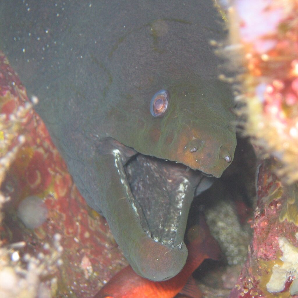 Panamic Green Moray (Gymnothorax castaneus) |commons:File:Gymnothorax.castaneus.jpg