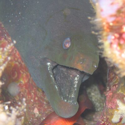 Panamic Green Moray (Gymnothorax castaneus) |commons:File:Gymnothorax.castaneus.jpg