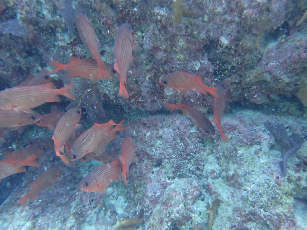 Panamic Soldierfish (Myripristis leiognathus) |commons:File:Myripristis leiognathus.jpg