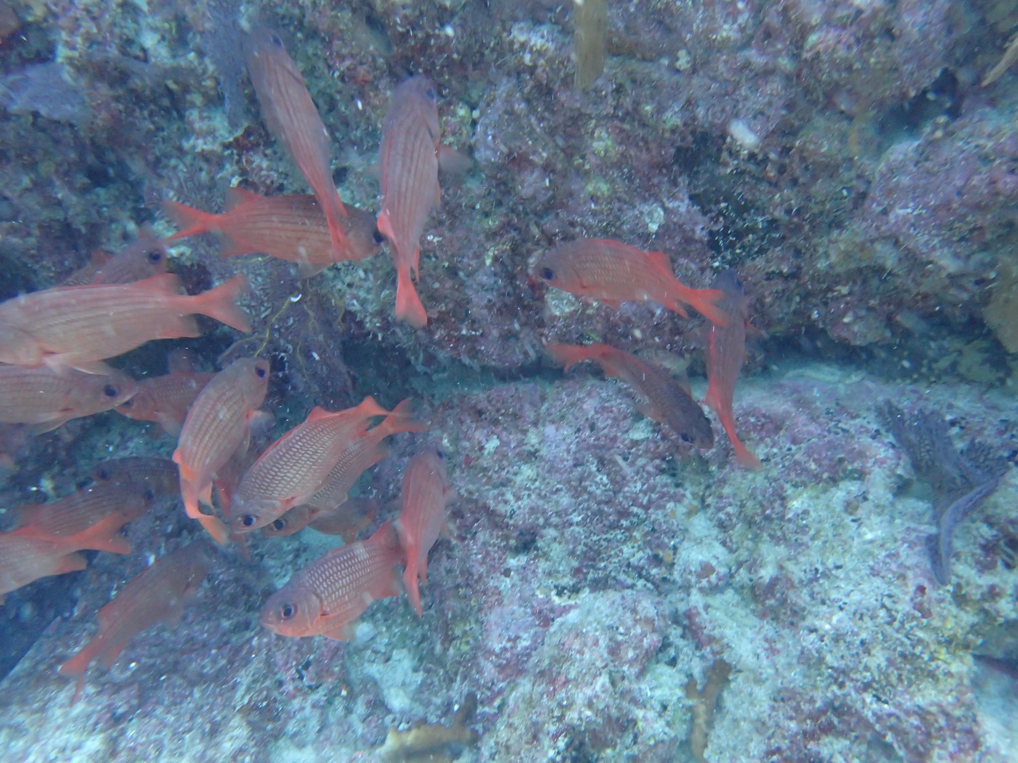 Panamic Soldierfish (Myripristis leiognathus) |commons:File:Myripristis leiognathus.jpg