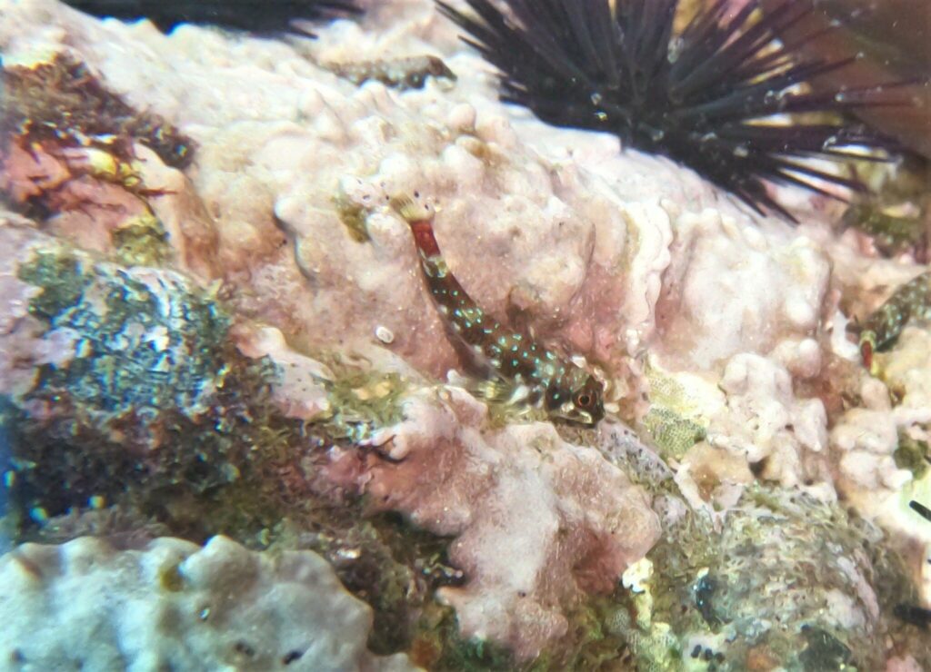 Panamic Triplefin (Axoclinus lucillae) |commons:File:Axoclinus lucillae 253397225.jpg