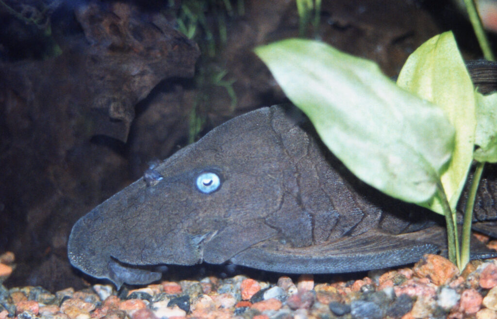 Panaque Pleco (Panaque cochliodon) |commons:File:Panaque cochliodon - Blue-eyed plec (5936849425).jpg