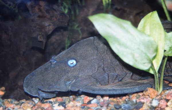 Panaque Pleco (Panaque cochliodon) |commons:File:Panaque cochliodon - Blue-eyed plec (5936849425).jpg