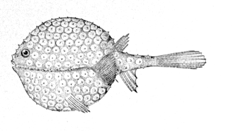 Pancake Batfish (Halieutichthys aculeatus) |commons:File:Halieutichthys aculeatus.jpg