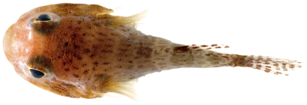 Papillate Clingfish (Acyrtus artius) |commons:File:Acyrtus artius - pone.0010676.g159.png