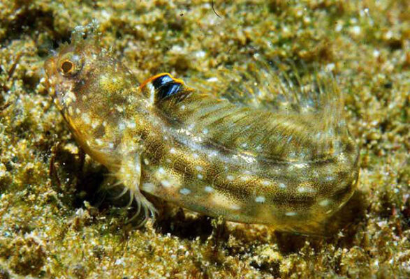 Papillose Blenny (Acanthemblemaria chaplini) |commons:File:Acanthemblemaria chaplini.jpg