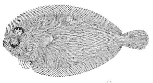 Parabothus chlorospilus (Parabothus chlorospilus) |commons:File:Parabothus chlorospilus.jpg