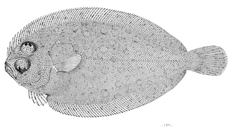 Parabothus chlorospilus (Parabothus chlorospilus) |commons:File:Parabothus chlorospilus.jpg