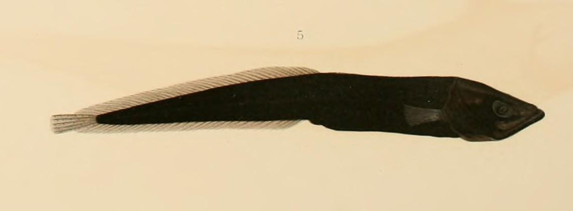 Parabrotula plagiophthalma (Parabrotula plagiophthalma) |commons:File:Parabrotula plagiophthalmus.JPG
