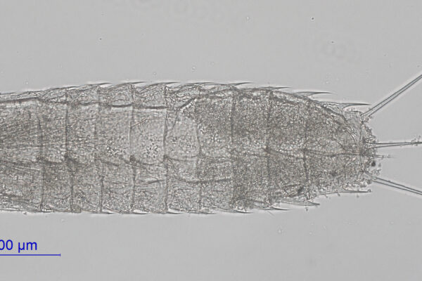 Paracentrophyes quadridentatus Paracentrophyes quadridentatus