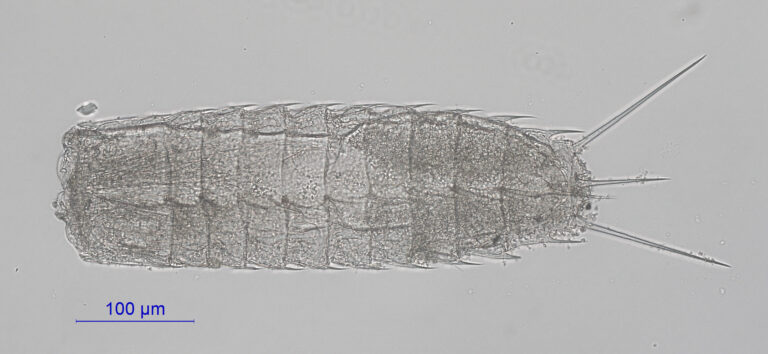 Paracentrophyes quadridentatus Paracentrophyes quadridentatus