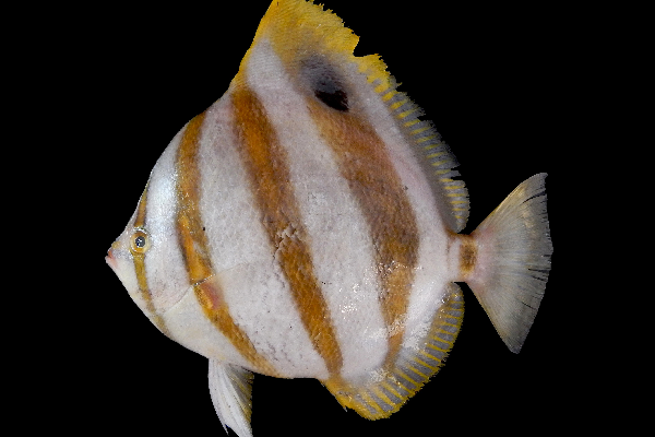Parachaetodon ocellatus (Parachaetodon ocellatus) |commons:File:Parachaetodon ocellatus.png