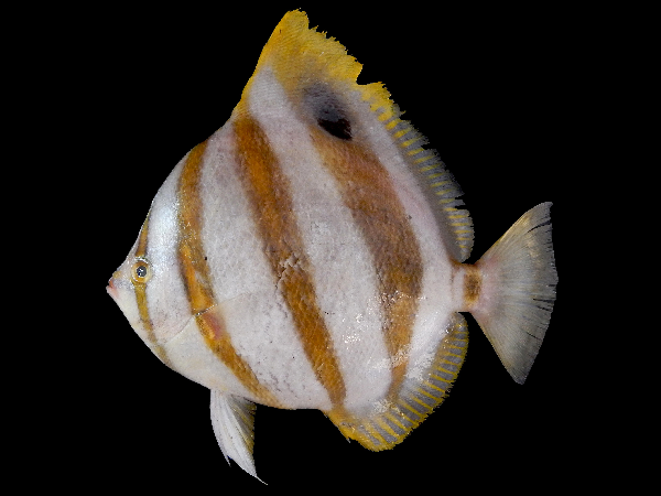 Parachaetodon ocellatus (Parachaetodon ocellatus) |commons:File:Parachaetodon ocellatus.png