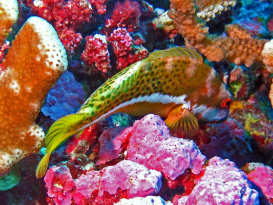 Paracirrhites hemistictus (Paracirrhites hemistictus) |commons:File:Cirrhitidae - Paracirrhites hemistictus.JPG