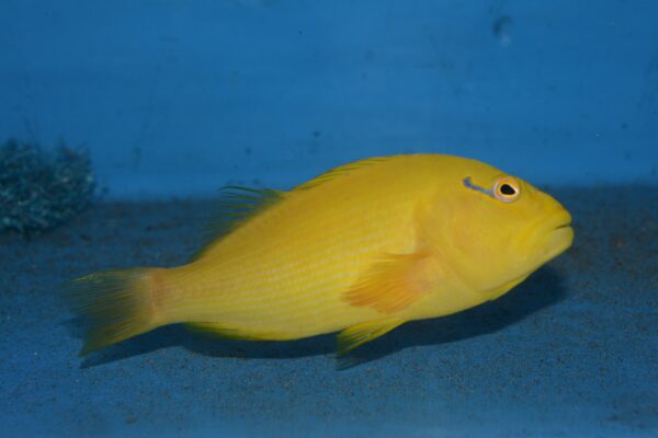 Paracirrhites xanthus (Paracirrhites xanthus) |commons:File:Paracirrhites xanthus.jpg