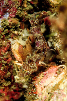 Paraclinus spectator (Paraclinus spectator) |commons:File:Paraclinus spectator.jpg
