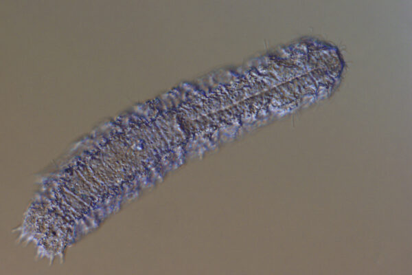 Paradasys subterraneus Paradasys subterraneus