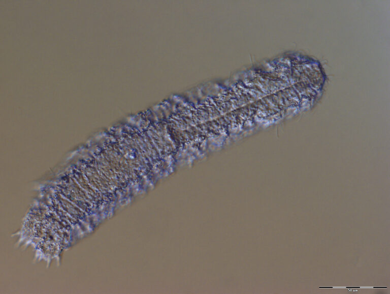 Paradasys subterraneus Paradasys subterraneus
