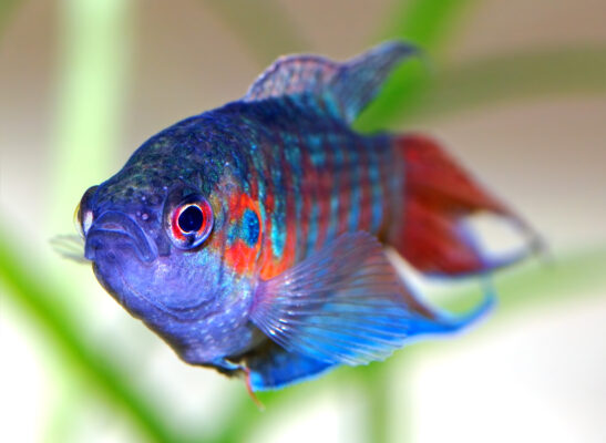Paradise Fish (Macropodus opercularis) |commons:File:Macropodus opercularis - front (aka).jpg