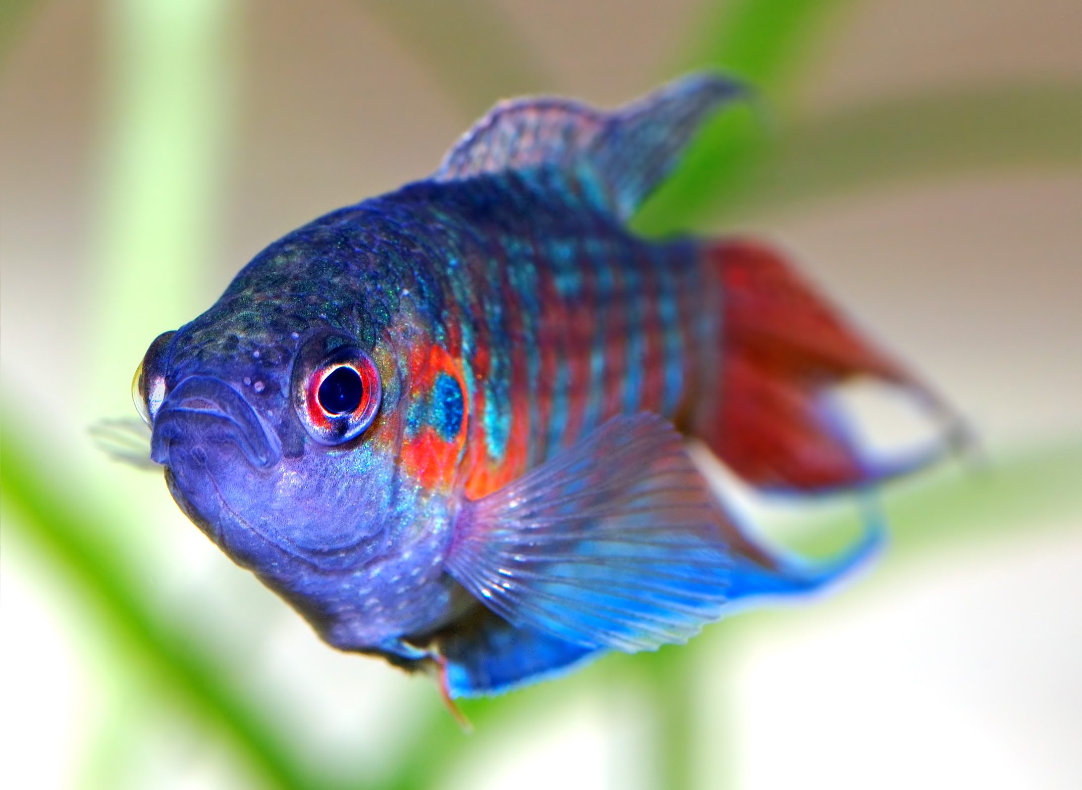 Paradise Fish (Macropodus opercularis) |commons:File:Macropodus opercularis - front (aka).jpg