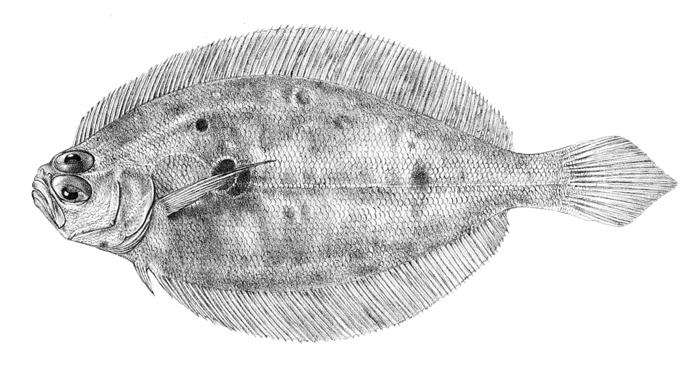 Paralichthys brasiliensis (Paralichthys brasiliensis) |commons:File:Paralichthys brasiliensis.jpg